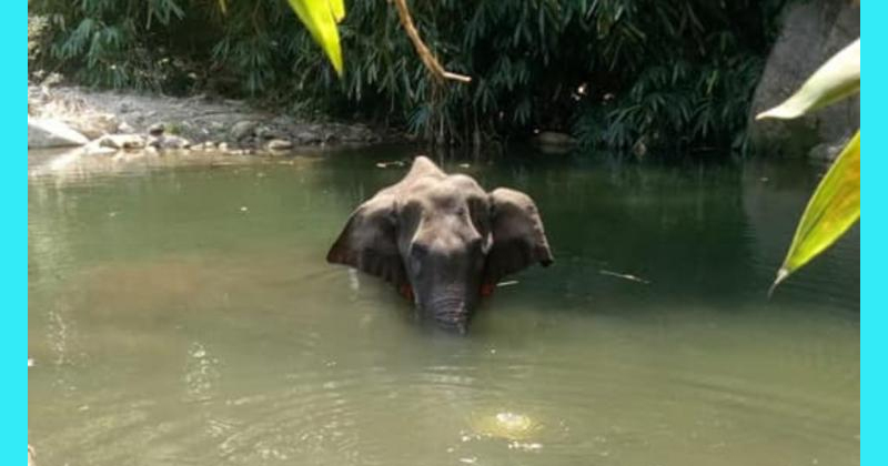 killing of pregnant elephant: ಒಂದೂವರೆ ವರ್ಷದ ಬಳಿಕ ಆನೆ ಕೊಂದ ಆರೋಪಿ ಅರೆಸ್ಟ್‌