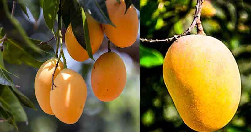 Mango Farming: ಮಾವಿನ ಹಣ್ಣಿನ ನೊಣದ ಭಾದೆಗೆ ಮೋಹಕ ಬಲೆ